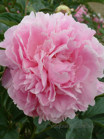 Dinner Plate - Herbaceous Peony