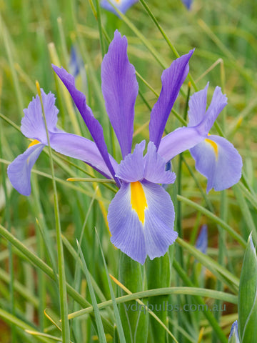 Sapphire Beauty - Dutch Iris