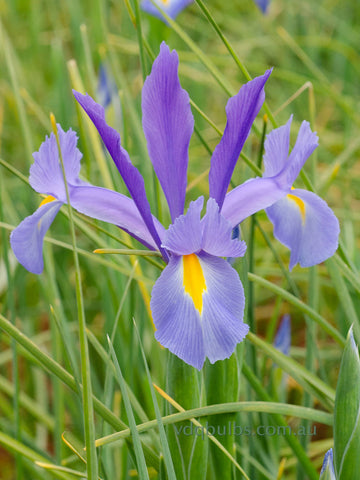 Discovery Sky - Dutch Iris