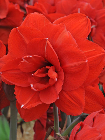 Double Dragon - Hippeastrum