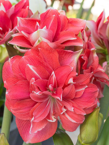 Double Dream - Hippeastrum