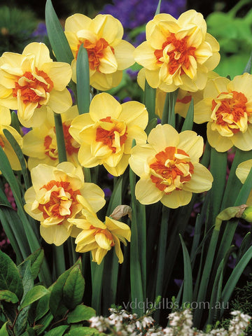 Double Fashion - Daffodil