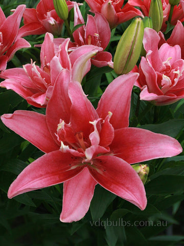 Double Lady - Double Asiatic Lilium
