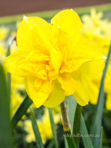 Double Smiles - Daffodil