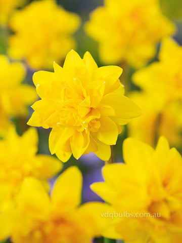 Double Tete a Tete - Miniature Daffodil