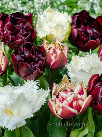 Double Trouble Blend - Tulips