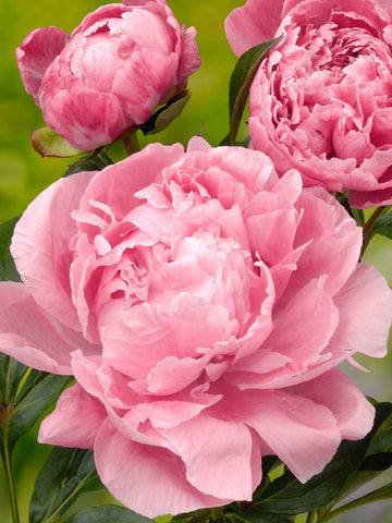 Dr Alexander Fleming -  Herbaceous Peony