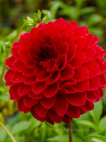 Dragons Blood - Dahlia