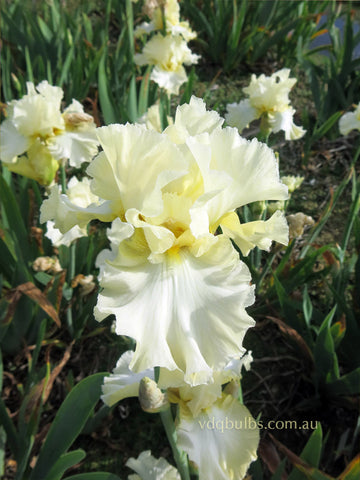 Dreaming In Cream - Bearded Iris