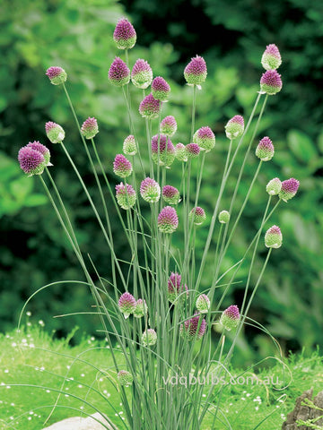 Drumsticks - Allium
