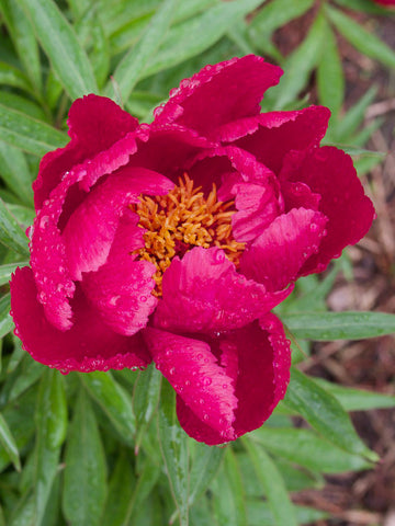 Early Scout - Peony