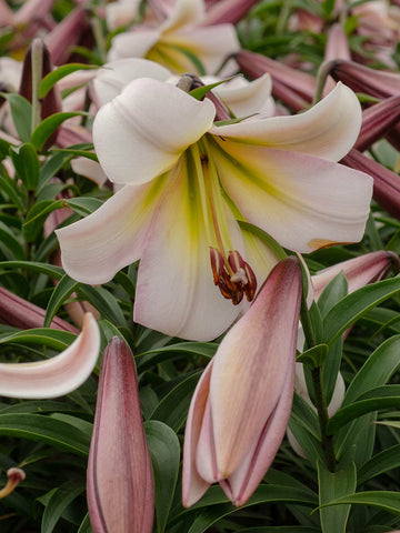 Eastern Moon - Lilium