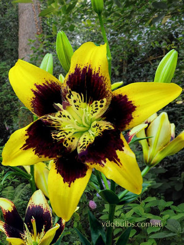 Easy Dance - Pollen Free Lilium