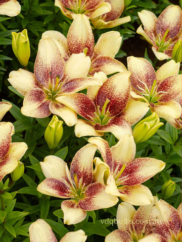 Easy Spot - Pollen Free Lilium