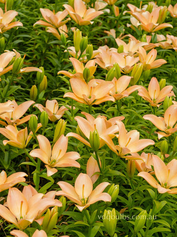 Easy Whisper - Pollen Free Lilium