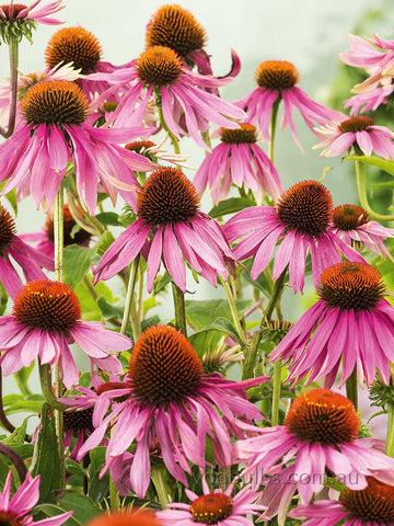Echinacea 'Purple'