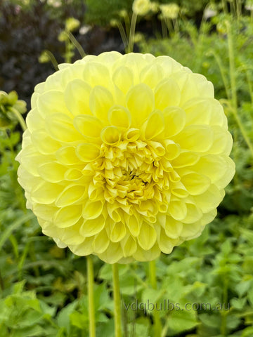 Edna C - Dahlia
