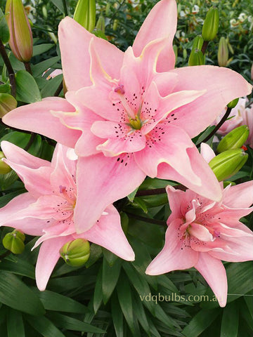 Elodie - Double Asiatic Lilium