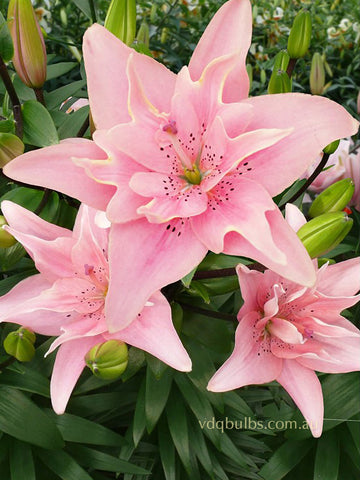 Elodie - Double Asiatic Lilium