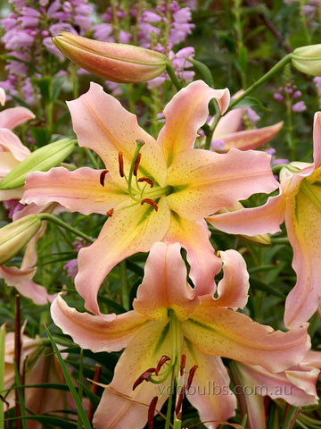 Elusive - Lilium