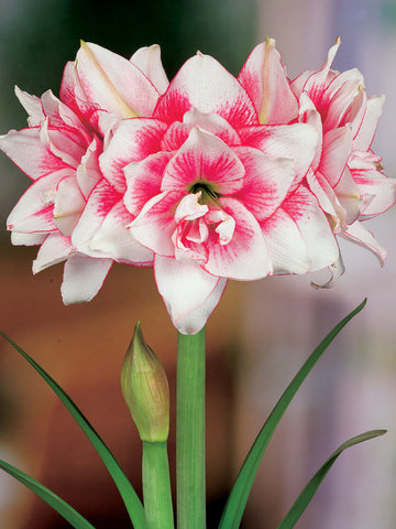 Elvas - Hippeastrum