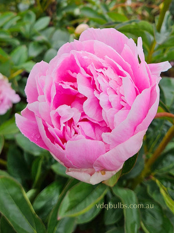 Emma Klehm - Herbaceous Peony