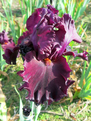 Ennoble - Bearded Iris