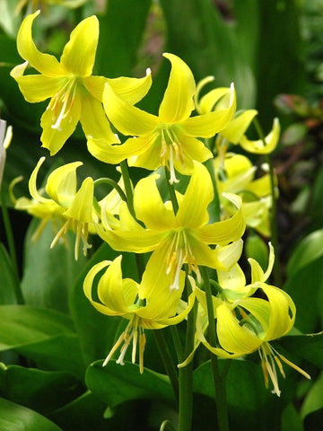 Erythronium 'Pagoda'