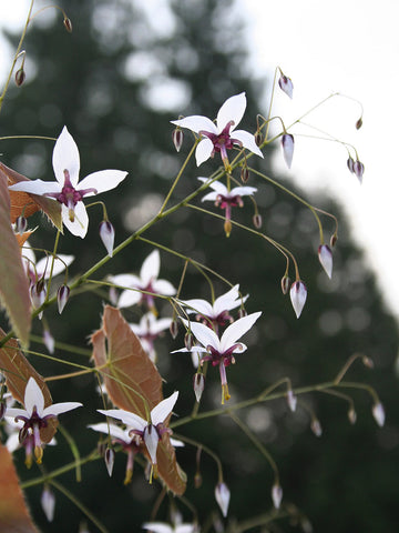 Epimedium fargesii
