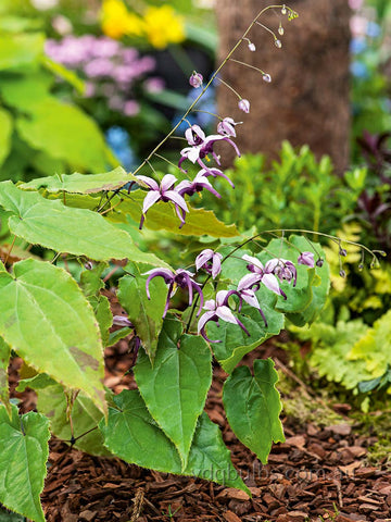 Epimedium 'Myriad Years'