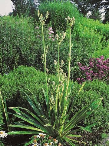 Eryngium agavifolium