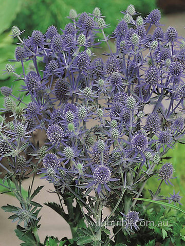 Eryngium 'Tetra Petra'