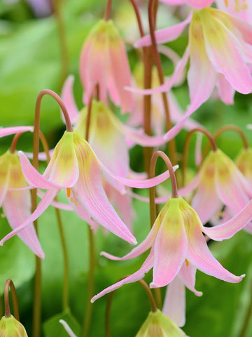 Erythronium 'Pink'