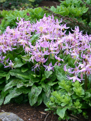 Erythronium revolutum 'Rose Beauty'