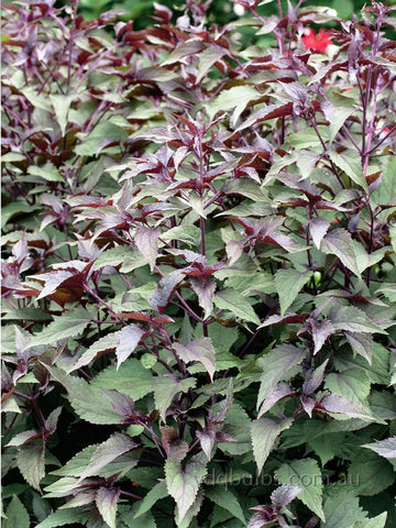 Eupatorium 'Chocolate'