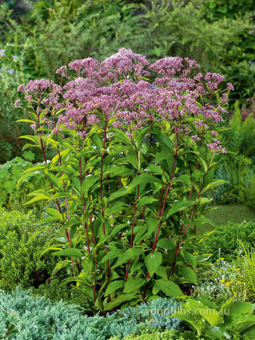 Eupatorium maculatum 'Glutball'