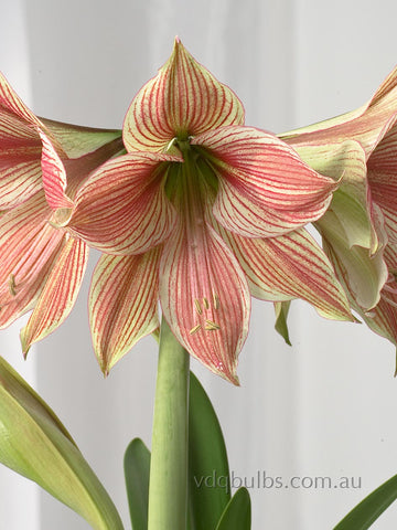 Exotic Star - Hippeastrum