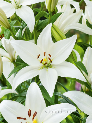 Falkland - LA Hybrid Lilium