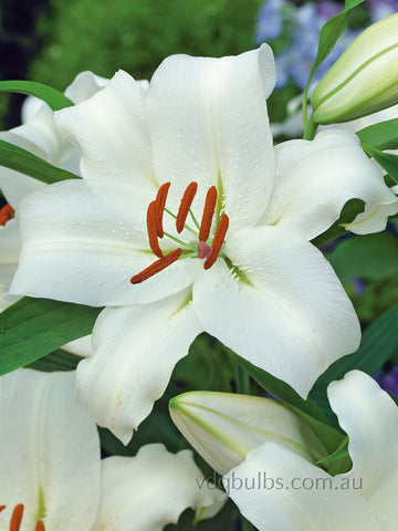 white henryi lily Henryi - Lilium