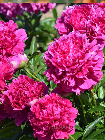 Felix Supreme - Herbaceous Peony