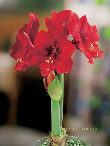 Ferrari - Hippeastrum