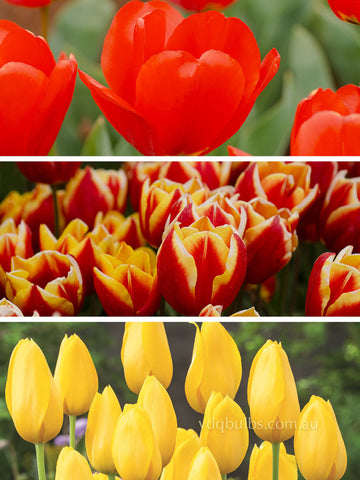 Fiery Flow Blend - Tulips