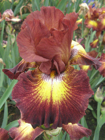 Figurehead - Bearded Iris