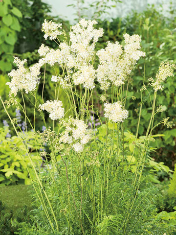 Filipendula ulmaria