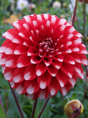 Fire and Ice - Dahlia