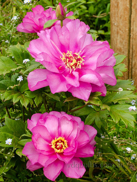 First Arrival - Itoh Peony