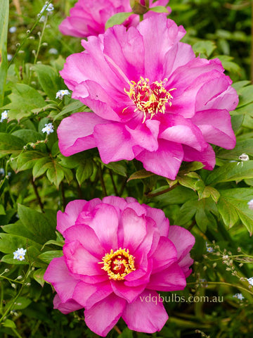 First Arrival - Itoh Peony