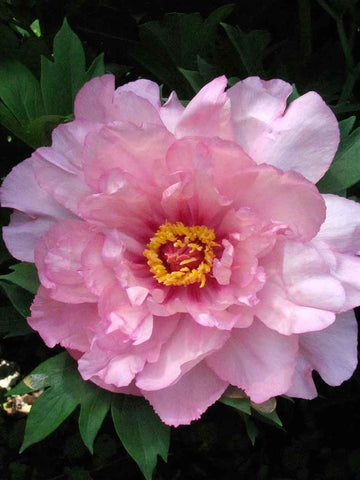 First Arrival - Itoh Peony