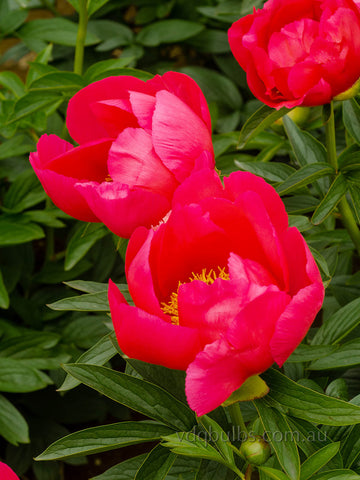 Flame - Herbaceous Peony