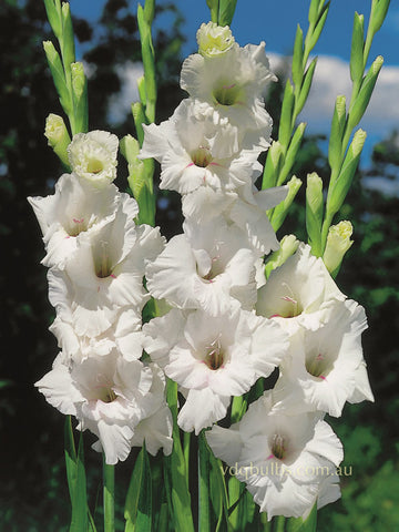 Flevo Snow - Gladioli